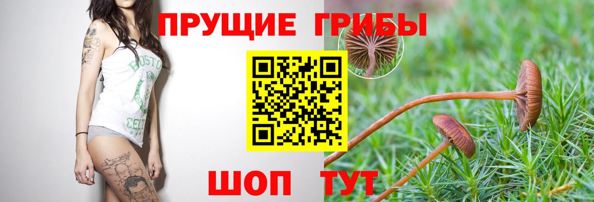Псилоцибиновые грибы мицелий Протвино